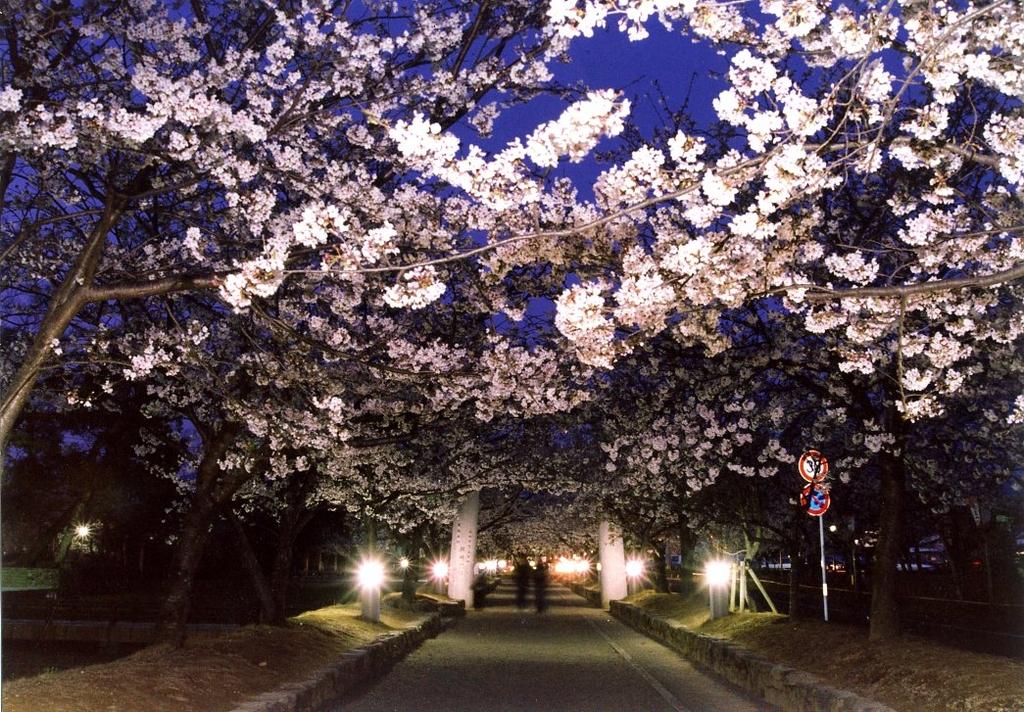 おおむら花まつり